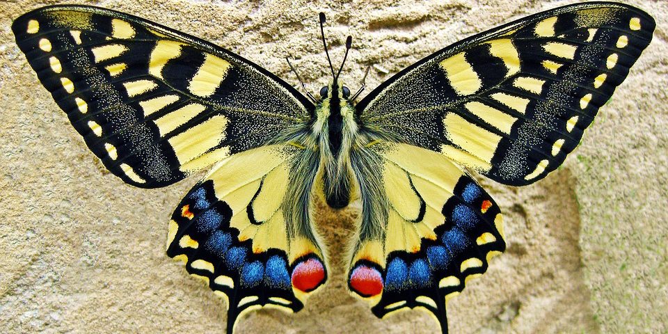 butterfly